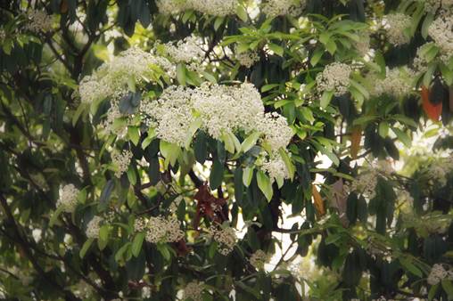 说明: Macintosh HD:Users:apple:Desktop:IMG_4754.jpg